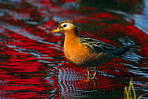 Grey phalarope (Phalaropus fulicarius) on water with red patterns on water caused by reflection of a person in a red coat, Isovesipaasky, Iceland, June