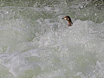 Harlequin Duck (Histrionicus histrionicus) riding surf, Myvatn, Iceland, June