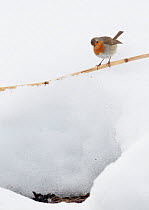 Robin (Erithacus rubecula) perched on bamboo cane in snow, Uto, Finland, April
