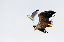 White-tailed Eagle (Haliaeetus albicilla) mobbed by common gull (Larus canus) Flatanger, Norway, July