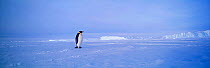 Emperor Penguins, (Aptenodytes forsteri), Weddell Sea, Antarctica