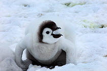 Emperor Penguin (Aptenodytes forsteri) chick eating snow, Snow Hill Island Weddell Sea Antarctica November