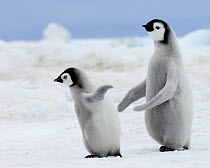 Emperor Penguins (Aptenodytes forsteri) chicks Snow Hill Island, Antarctica, November