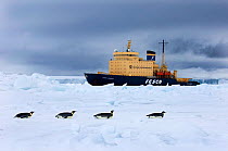 Emperor Penguins on sea ice with Kaptan Klebnikov ice breaker in background, Snow Hill Island, Antarctica, November
