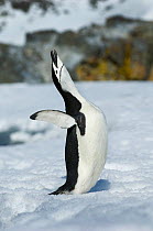 Chinstrap Penguin (Pygoscelis antarctica) calling in courtship display, Half Moon Island, Antarctica