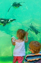 Toddlers watching Magellanic Penguins (Spheniscus magellanicus) swimming underwater at Zoo, UK, May 2008. Model released.