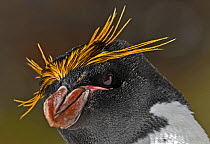 Macaroni Penguins (Eudyptes chrysolophus) portrait, Copper Bay, South Georgia, November