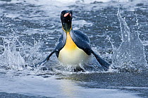 King Penguin (Aptenodytes patagonicus) coming ashore, St Andrews Bay, South Georgia, November