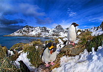 Macaroni Penguins (Eudyptes chrysolophus) in colony at Cooper Bay, South Georgia, November