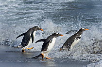 Gentoo Penguins (Pygoscelis papua) entering sea on Sea Lion Island Falklands