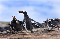 Gentoo Penguins (Pygoscelis papua) with stone for nest Sea Lion Island, Falklands, November