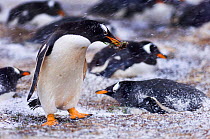 Gentoo Penguins (Pygoscelis papua) adult with nest material in snow, in colony on Sea Lion Island, Falklands, November