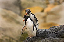 Rockhopper Penguins (Eudyptes chrysocome) preening as part of courtship, Falklands, November