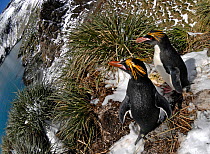Macaroni Penguins (Eudyptes chrysolophus) at colony high up on tussock slope, South Georgia, November