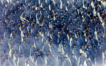 King Penguins (Aptenodytes patagonicus) group huddled together in storm, Right Whale Bay, South Georgia, November