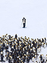 Tourist photographing King Penguins (Aptenodytes patagonicus) Fortuna Bay, South Georgia, November 2006. No release available.