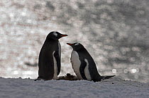 Gentoo Penguin (Pygoscelis papua) pair, Half Moon Island, Antarctica, November