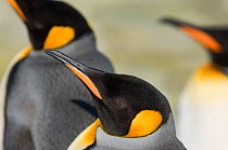 King Penguins (Aptenodytes patagonicus) Gold Harbour, South Georgia,November