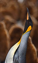 King Penguin (Aptenodytes patagonicus) adult calling, Gold Harbour, South Georgia, November