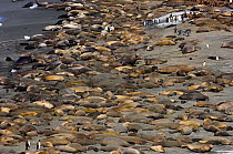 Southern Elephant Seals (Mirounga leonina) and King Penguin (Aptenodytes patagonicus) colony Gold Harbour, South Georgia, October