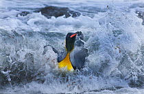 King Penguin (Aptenodytes patagonicus) coming ashore in surf Gold Harbour, South Georgia, November