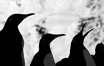 King Penguins (Aptenodytes patagonicus) silhouetted, one calling, Fortuna Bay, South Georgia, November