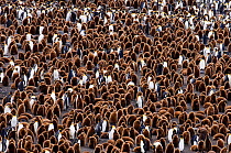 King Penguins (Aptenodytes patagonicus) colony at Royal Bay, South Georgia, November