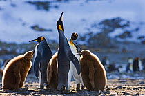 King Penguins (Aptenodytes patagonicus) pair in display, Fortuna Bay, South Georgia, November