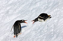 Gentoo Penguins (Pygoscelis papua) showing aggression as they pass by one another, South Georgia, November