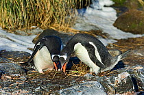 Gentoo Penguins (Pygoscelis papua) pair in courtship display, Bay of Isles, South Georgia, October