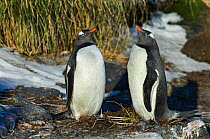 Gentoo Penguins (Pygoscelis papua) pair in courtship display, Bay of Isles, South Georgia, October