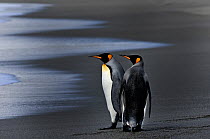 King Penguins (Aptenodytes patagonicus) on beach, Gold Harbour, South Georgia, November