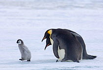 Emperor Penguin (Aptenodytes forsteri) adults chasing young chick at colony Snow Hill Island, Antarctica, November