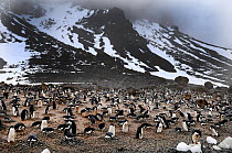 Adelie Penguin (Pygoscelis adeliae) colony at Brown Bluff, Antarctic Peninsula, November