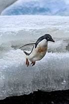 Adelie penguin (Pygoscelis adeliae) jumping in the sea from ice, Antarctica, November
