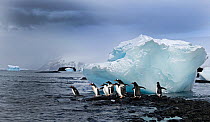 Gentoo Penguins (Pygoscelis papua) about to enter the sea, Brown Bluff Antarctic Peninsula, Antarctica, November
