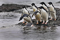 Adelie Penguins (Pygoscelis adeliae) entering the water, Antarctica, November
