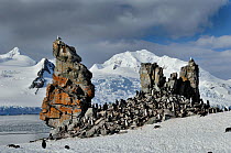 Chinstrap penguins (Pygoscelis antarcticus) gathered around basalt rock formation in order to breed, Half Moon Island, Antarctica, November