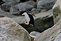 Rockhopper Penguin (Eudyptes chrysocome) leaping between rocks, New Island, Falkland Islands, November