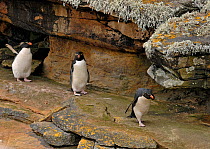 Rockhopper Penguins (Eudyptes chrysocome) New Island, Falklands, November
