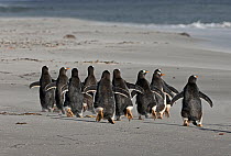 Gentoo Penguins (Pygoscelis papua) group walking, Sea Lion Island, Falklands, November
