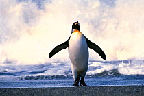 King Penguin, (Aptenodytes patagonicus) standing on beach, St Andrews Bay, South Georgia, January