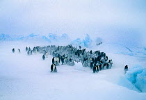 Emperor Penguins, (Aptenodytes forsteri), young huddling together to form a creche to keep warm, during storm, Dawson Lambton Glacier, Weddell Sea, Antarctica