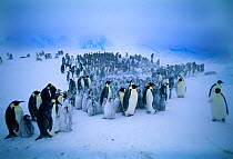 Emperor Penguins, (Aptenodytes forsteri), young huddling together to form a creche to keep warm, during storm, Dawson Lambton Glacier, Weddell Sea, Antarctica