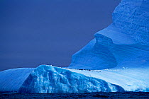Chinstrap Penguins (Pygoscelis antarcticus) on blue iceberg, Antarctica