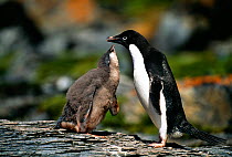 Adelie Penguin (Pygoscelis adeliae) chick begging for food from parent, Antarctic Peninsula, January