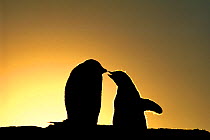 Adelie Penguin, (Pygoscelis adeliae), chicks begging for food, silhouetted at dawn, Shingle Cove, Livingston Island, Antarctica
