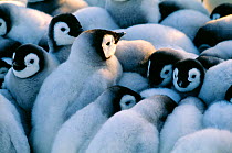Emperor Penguins, (Aptenodytes forsteri), chicks huddled together in a creche to keep warm, Weddell Sea, Antarctica