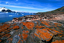 Adelie Penguin, (Pygoscelis adeliae), colony at Shingle Cove, Livingston Island, Antarctica