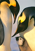 Emperor Penguins, (Aptenodytes forsteri), family, Weddell Sea, Antarctica